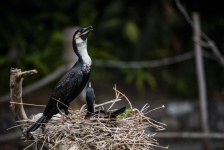 Nesting Pair Cormorants