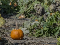 One Pumpkin In Field