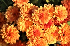 Orange Chrysanthemums 3