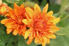 Orange Chrysanthemums And Rain Drop
