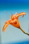Orange Lily