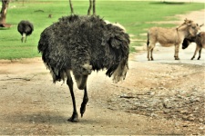 Ostrich At Wildlife Park