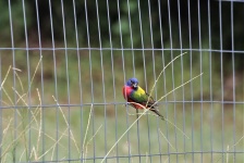 Painted Bunting On Fence 2