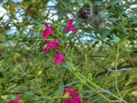 Painterly Hummingbird