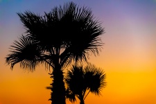 Palm Tree Silhouette At Sunset