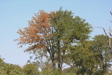 Partially Dead Mopani Tree