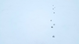 Paw Prints In Snow.