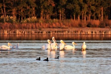 Pelicans In Fall