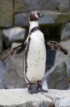 Penguin Standing