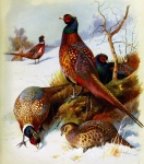 Pheasant Vintage Painting