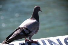 Pigeon On Pier