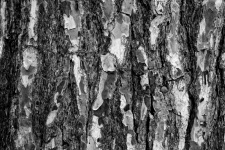 Pine Tree Bark Background
