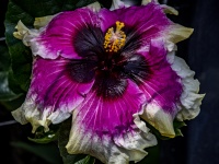 Pink And Purple Hibiscus