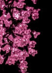 Pink Lighted Flowers Background