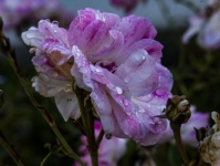 Pink Rose Wet