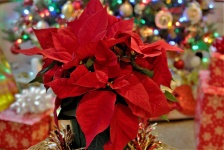 Poinsettia And Christmas Presents