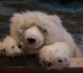 Polar Bear And Pup