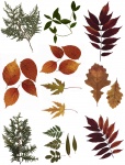 Pressed Leaves Collage Sheet