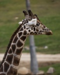 Profile Of A Giraffe Vertical