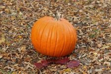 Pumpkin In Autumn Leaves