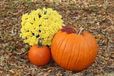 Pumpkins And Fall Flowers In Leaves