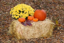 Pumpkins And Flowers On Hay Bale