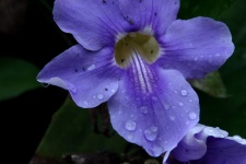 Purple Flower With Rain Drops