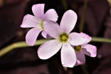 Purple Shamrock Flowers Close-up
