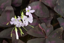 Purple Shamrocks And Flowers