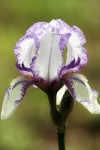 Purple Striped White Iris