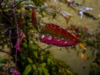 Rain Covered Red Leaf