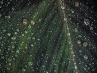 Rain On Green Canna