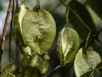 Raindrops On A Leaf
