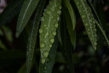Raindrops On Oleander Leaves