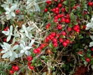 Red Berries Among The Flora