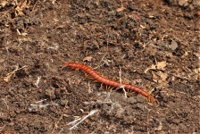 Red Centipede On Ground