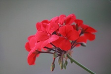 Red Geranium Flower Head