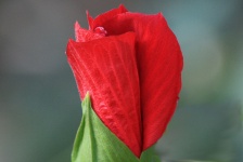 Red Hibiscus Bud Close-up
