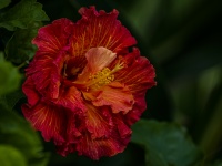 Red Lacy Hibiscus