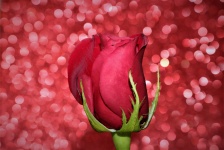 Red Rose Bud On Pink Bokeh