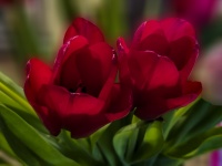 Red Tulips Flower Background