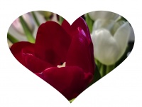 Red Tulips Flower Heart