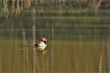 Redhead Duck Swimming On Pond