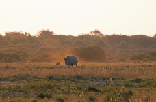 Rhino Mother And Baby