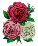 Roses Vintage Drawing Clipart