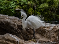 Ruffled Feathers Snowy Egret