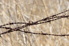 Rusted Barb Wire With Dry Weeds