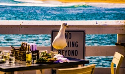Seagull And A Table
