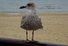 Seagull On Handrail