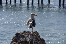 Seagull On Rock